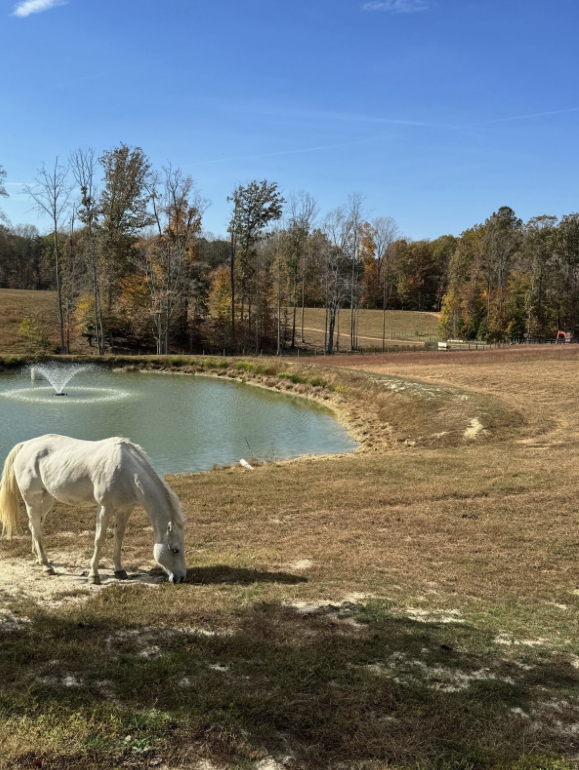 Jackson grazing in the dead grass, in front of the fountain.